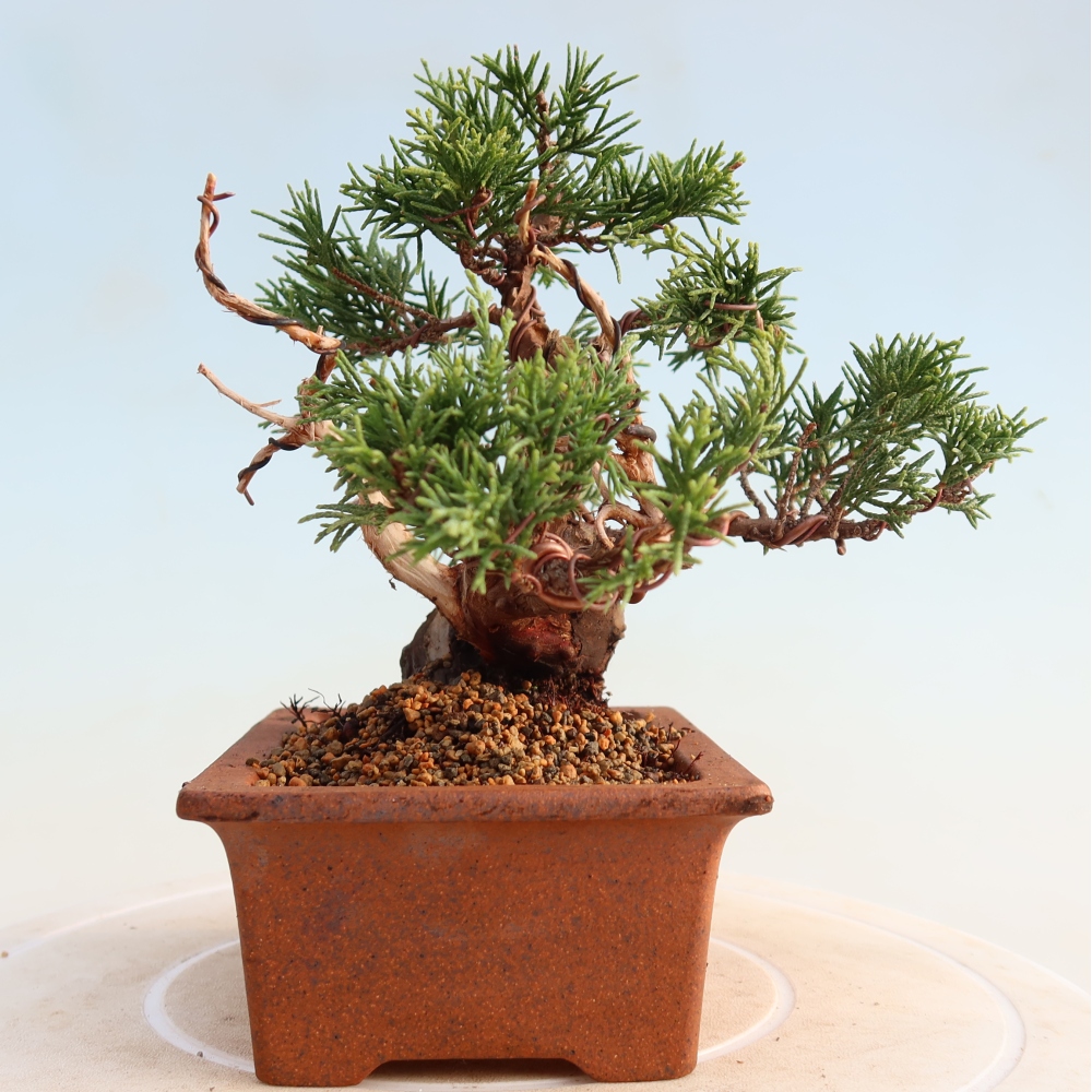 Vonkajší bonsai - Juniperus chinensis Itoigawa -Jalovec čínsky