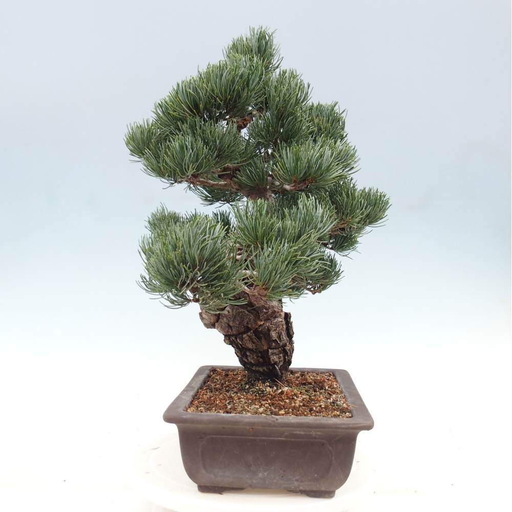 Vonkajšie bonsai - Pinus parviflora - Borovica drobnokvetá