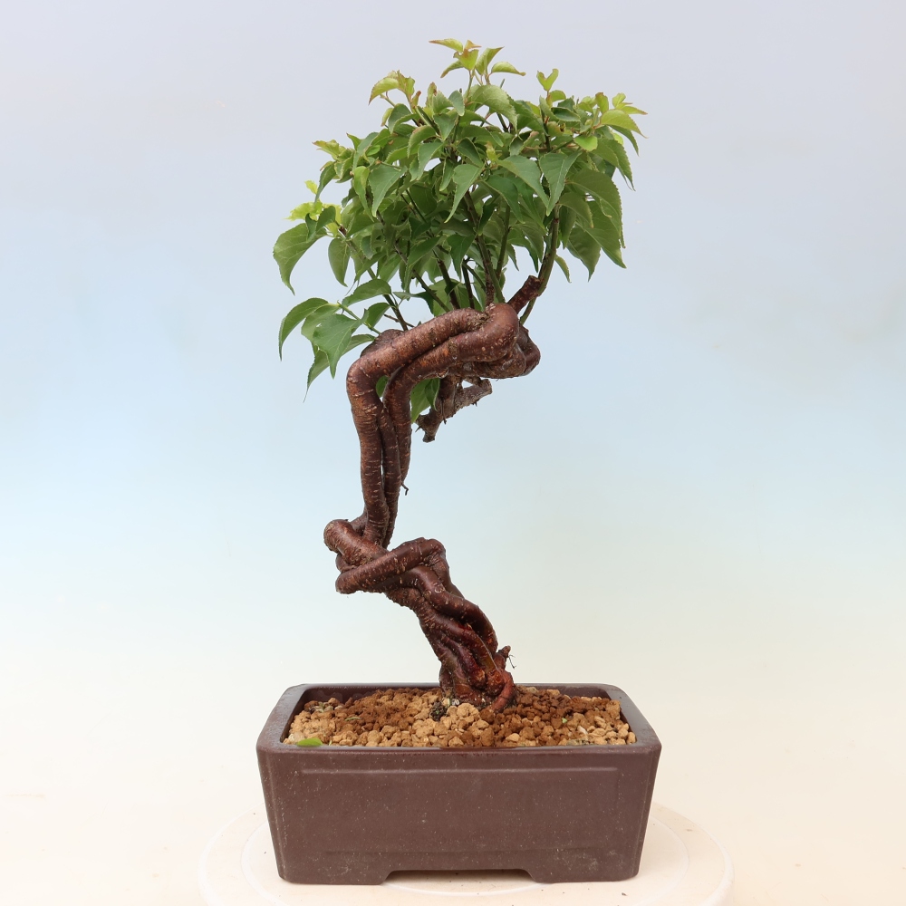 Vonkajšie bonsaje – Japonská marhuľa – Prunus Mume