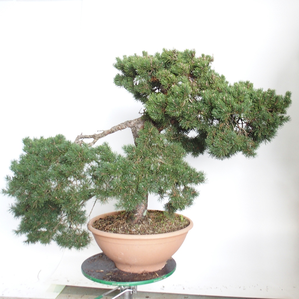 Yamadori - Pinus sylvestris Španielsko