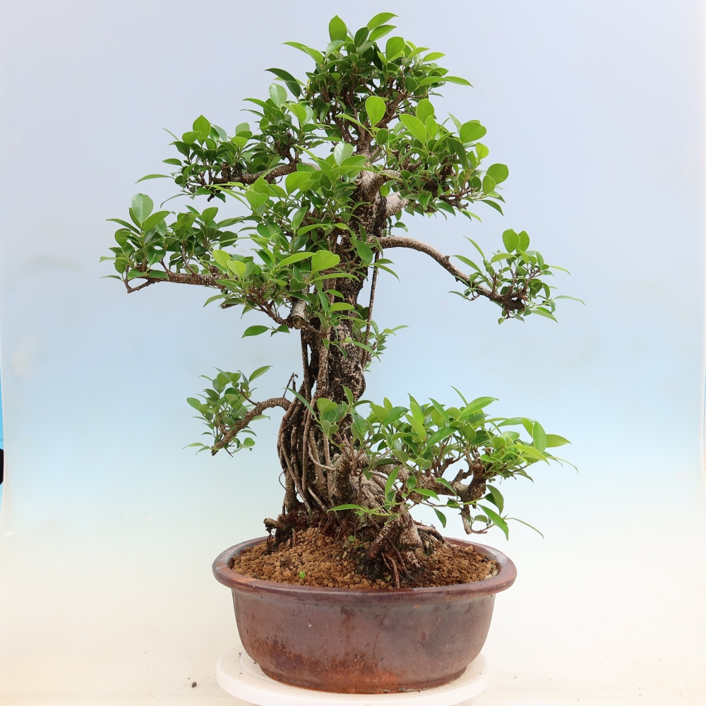 Izbové bonsaje - Ficus kimmen - drobnolistý fikus