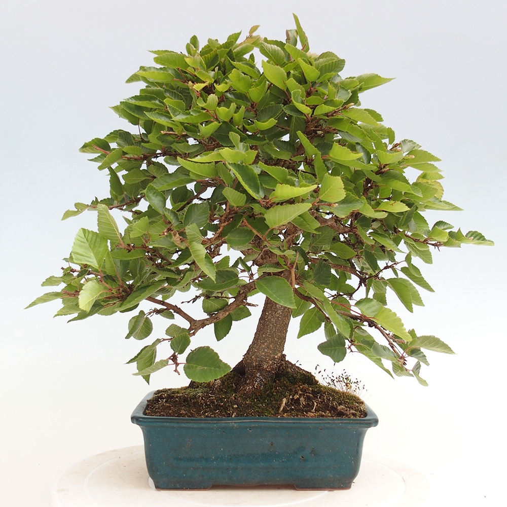 Vonkajší bonsai -Carpinus Coreana - Hrab kórejský