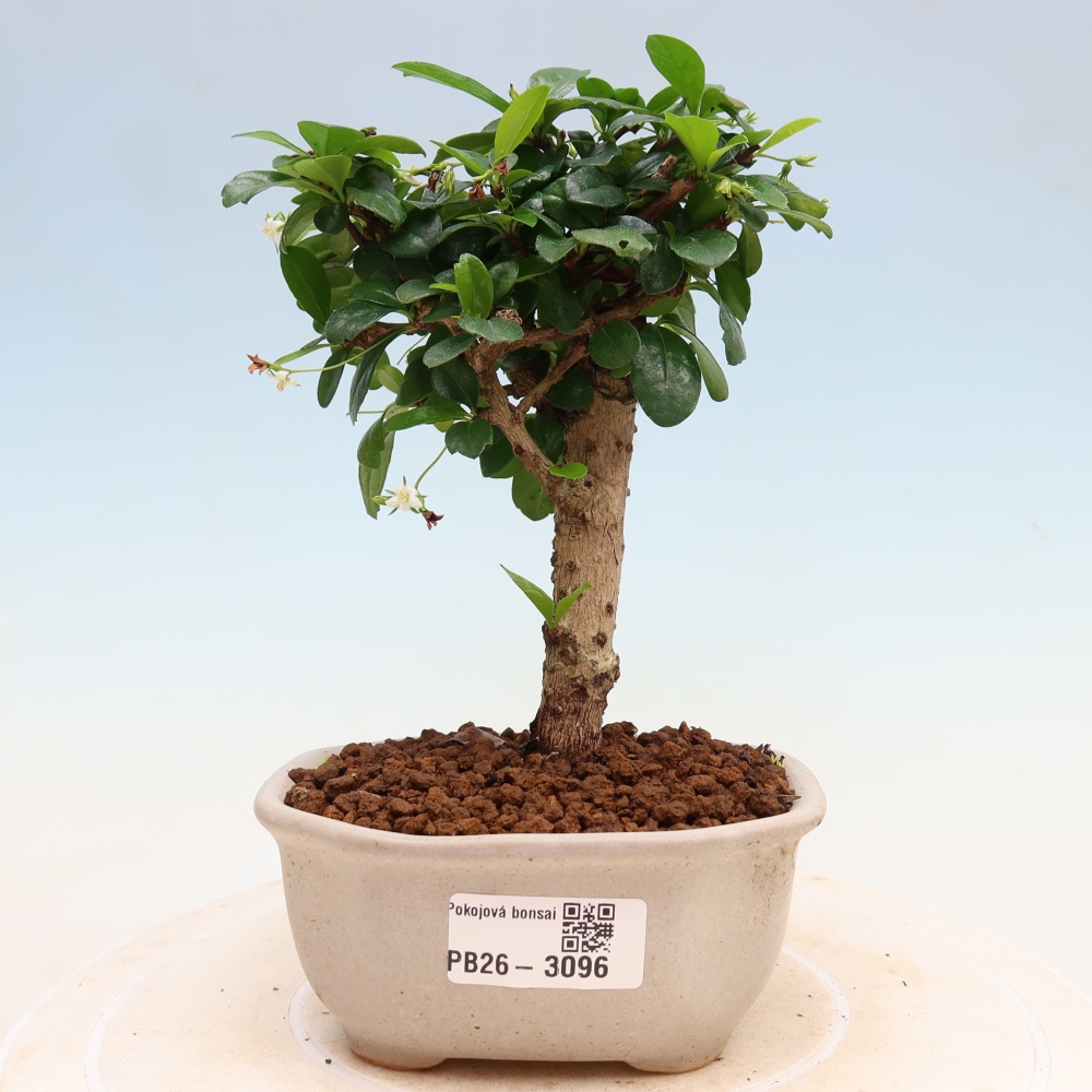 Izbové bonsaje - Carmona macrophylla - Tea fuki