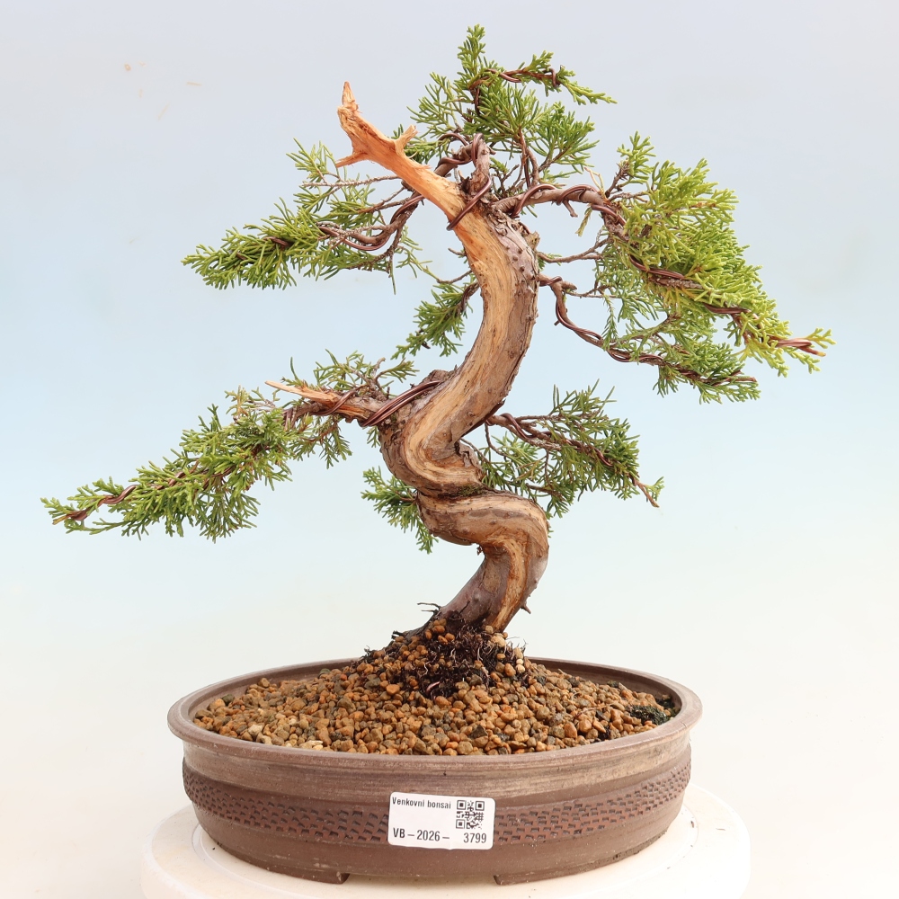 Vonkajší bonsai – Juniperus chinensis Itoigawa – čínsky jalovec