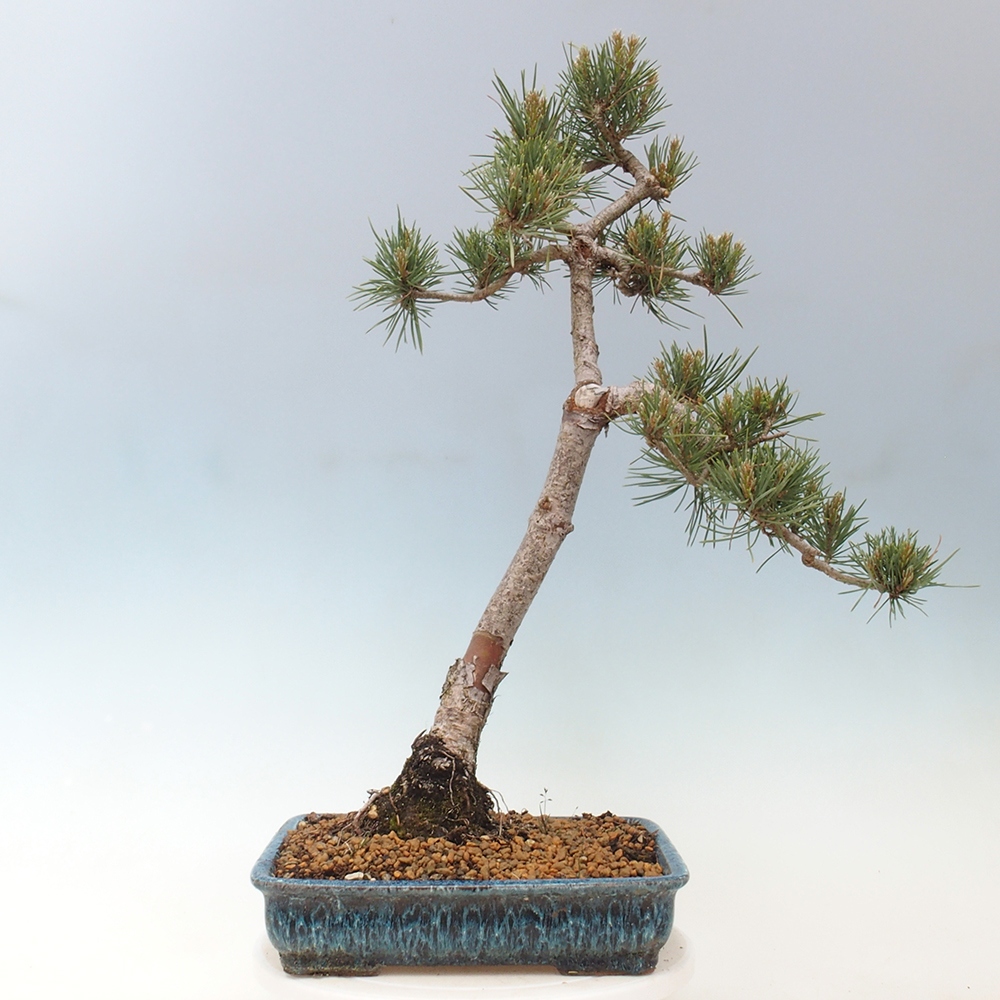 Vonkajšie bonsai - Pinus Sylvestris - Borovica lesná
