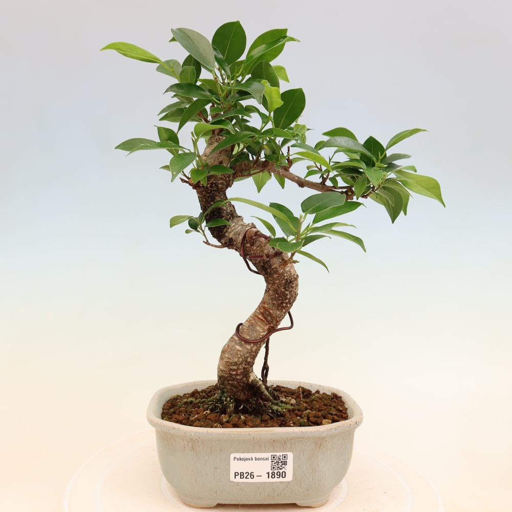 Izbový bonsaj - Ficus retusa - drobnolistý fikus