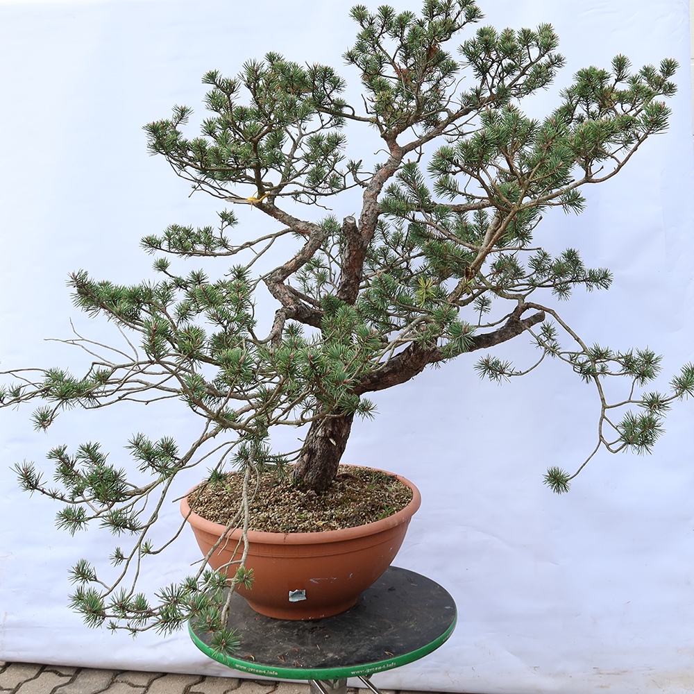 Pinus sylvestris Španielsko – borovica lesná