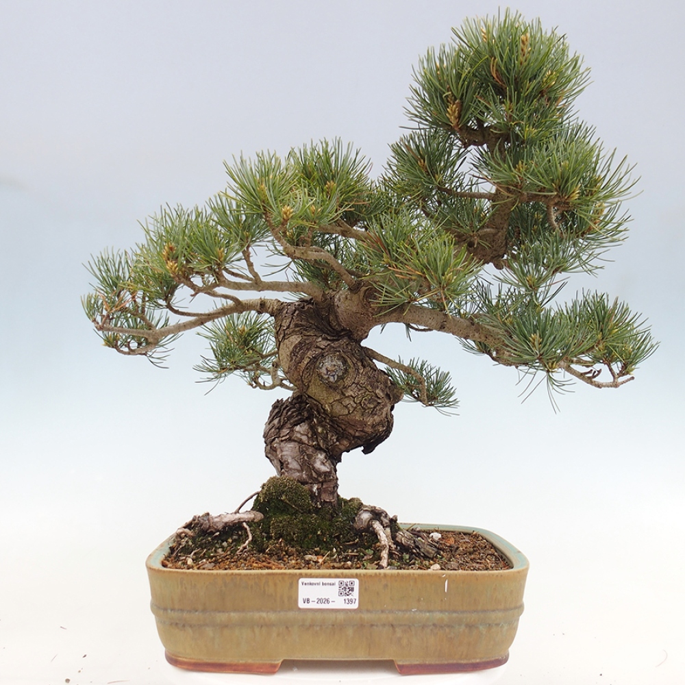 Vonkajšie bonsaje - Pinus parviflora - Pinus parviflora