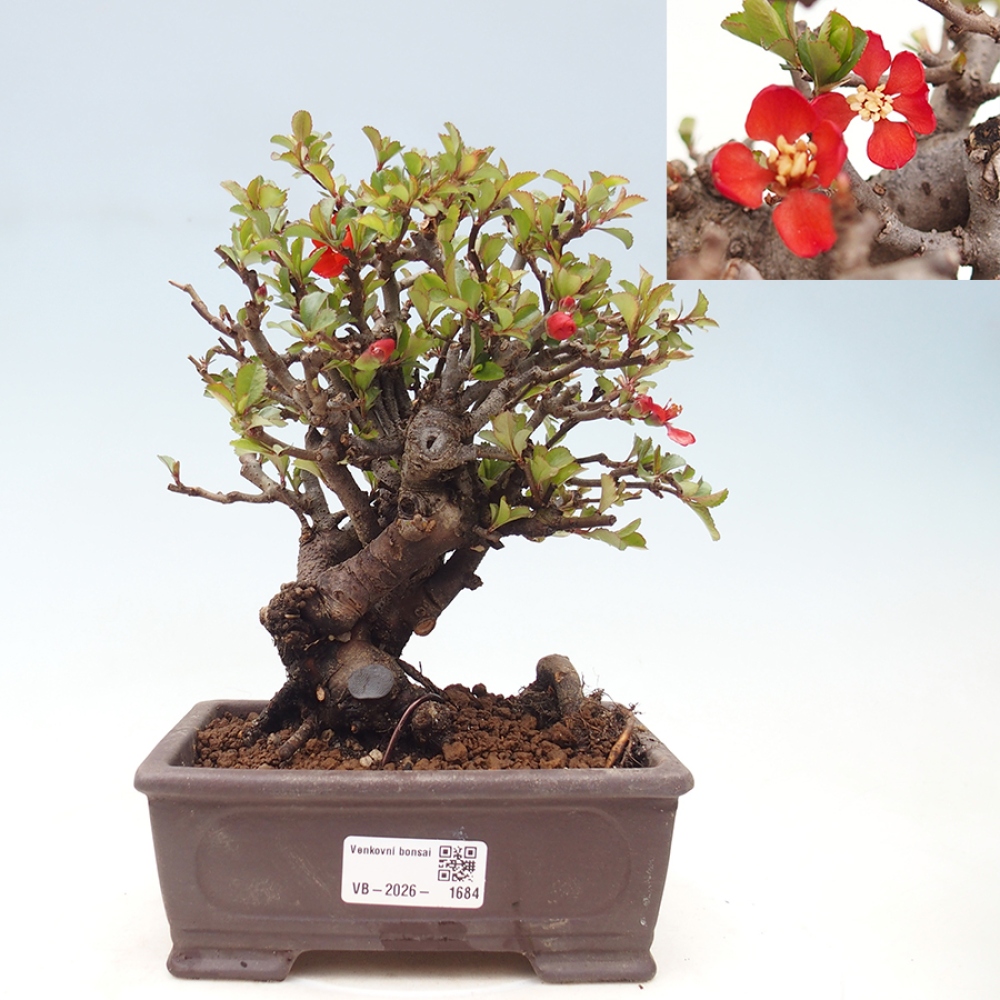 Vonkajšie bonsaje - Chaneomeles speciosa - Kdoule