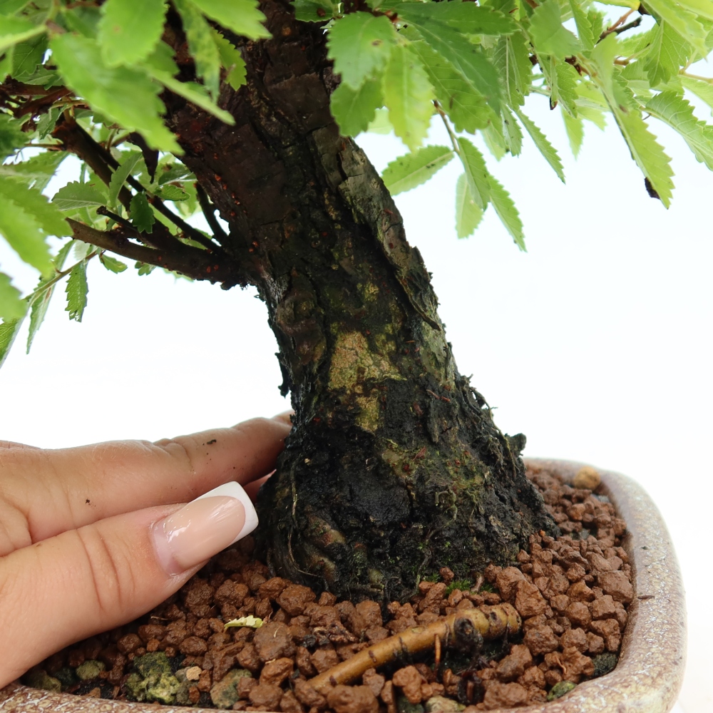 Vonkajšie bonsaje - Zelkova - Zelkova NIRE