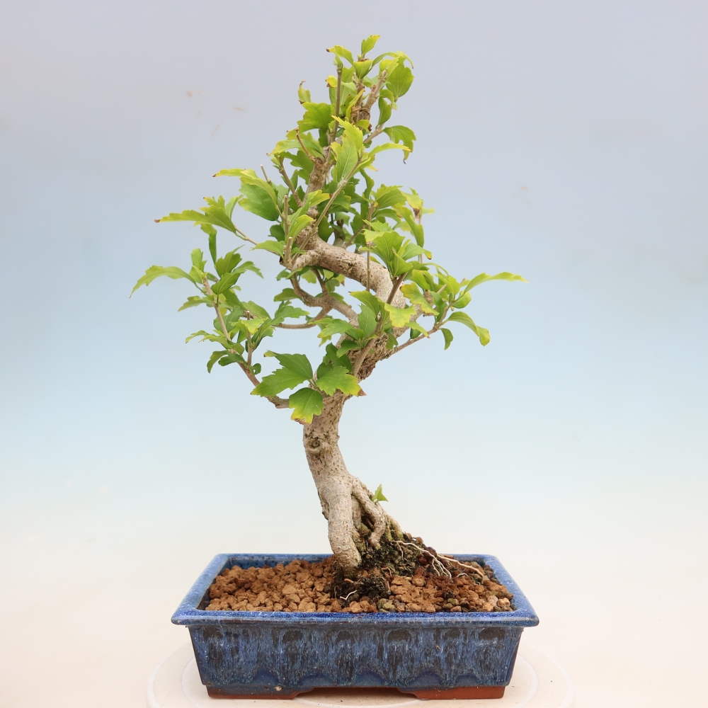 Vonkajšie bonsaje – Hibiscus syriacus – ibištek sýrsky