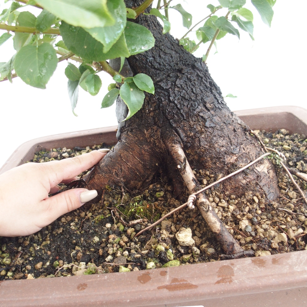 Vonkajšie bonsai - Mahalebka - Prunus mahalieb