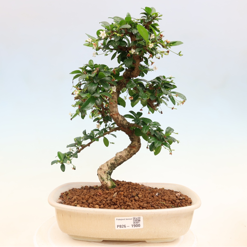 Izbové bonsaje - Carmona macrophylla - Tea fuki