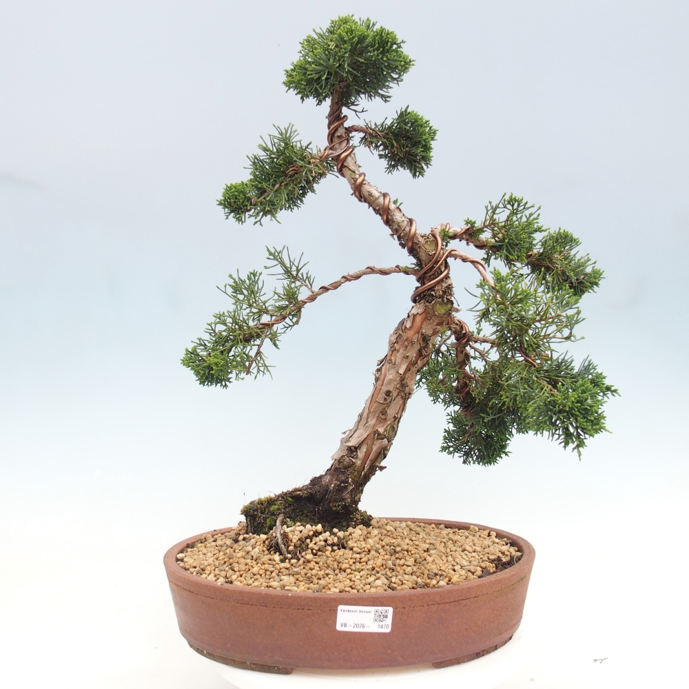 Vonkajší bonsaj - Juniperus chinensis Kishu