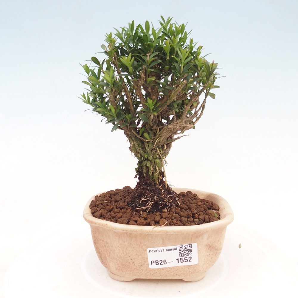 Izbové bonsaje - Buxus harlandii - korkový buxus
