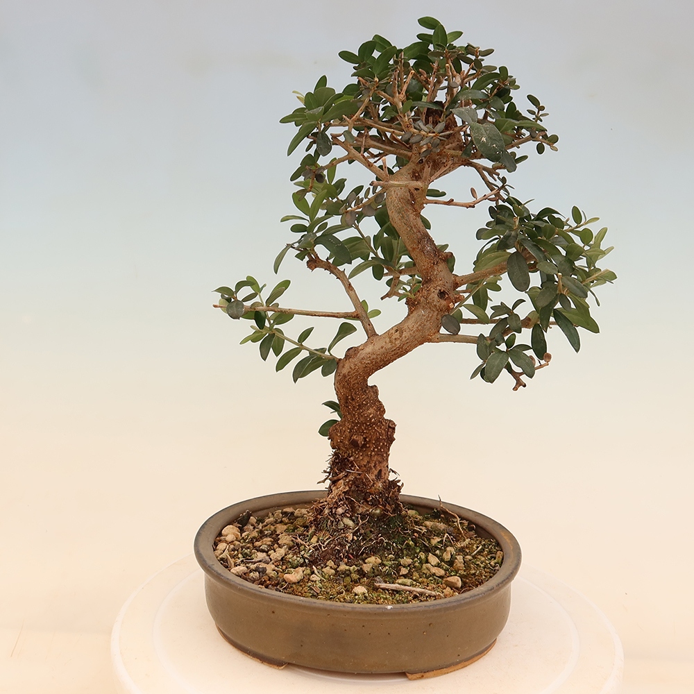 Izbový bonsaj - Olea europaea sylvestris