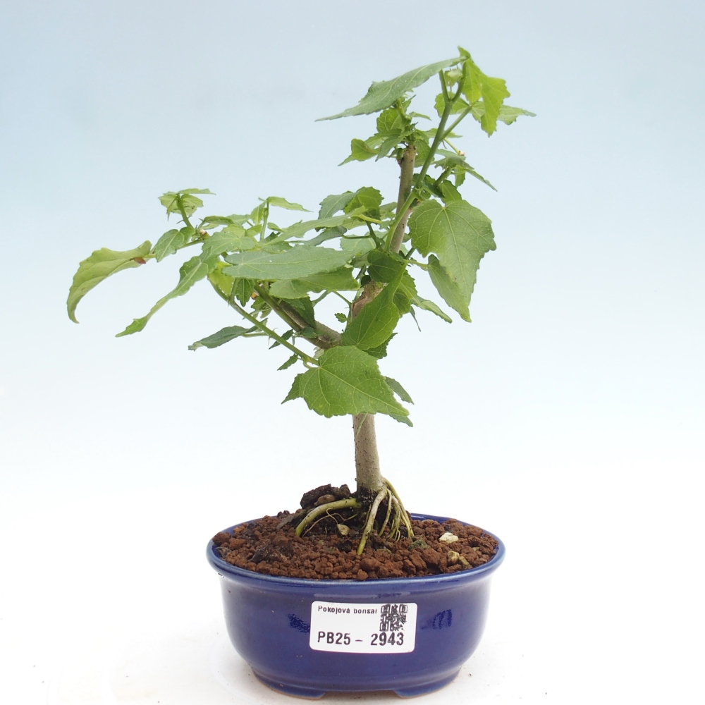 Izbová bonsai - Malvaviscus arboreus - ibištekovec drevnatý