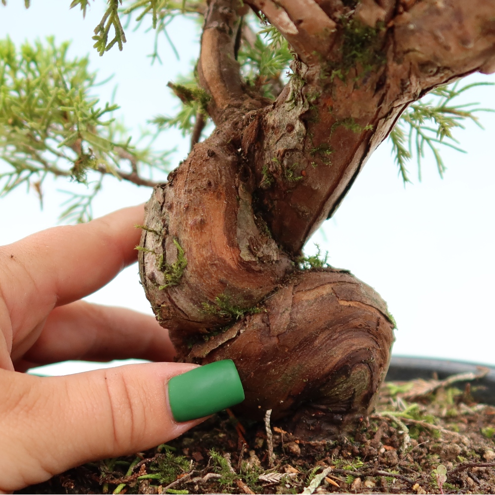 Vonkajší bonsai – Juniperus chinensis Itoigawa – čínsky jalovec