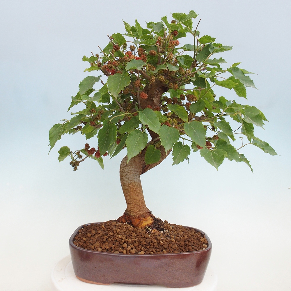 Vonkajšie bonsai -Morus albumy - moruše