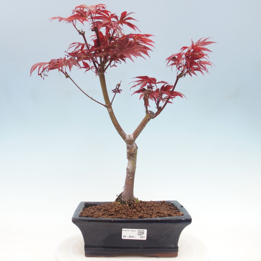 Vonkajší bonsai - Acer palm. Atropurpureum-Javor dlanitolistý