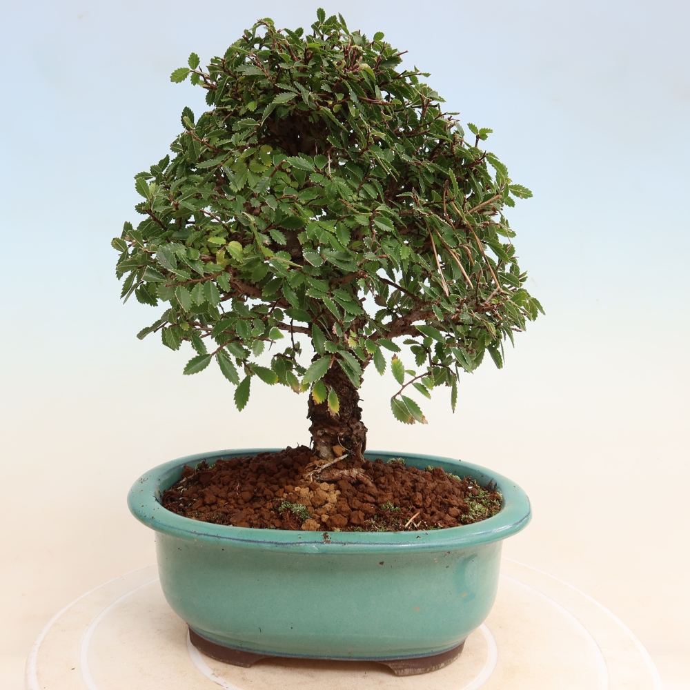 Vonkajšie bonsaje - Zelkova - Zelkova NIRE