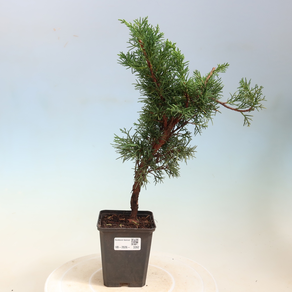 Vonkajší bonsaj - Juniperus chinensis Kishu