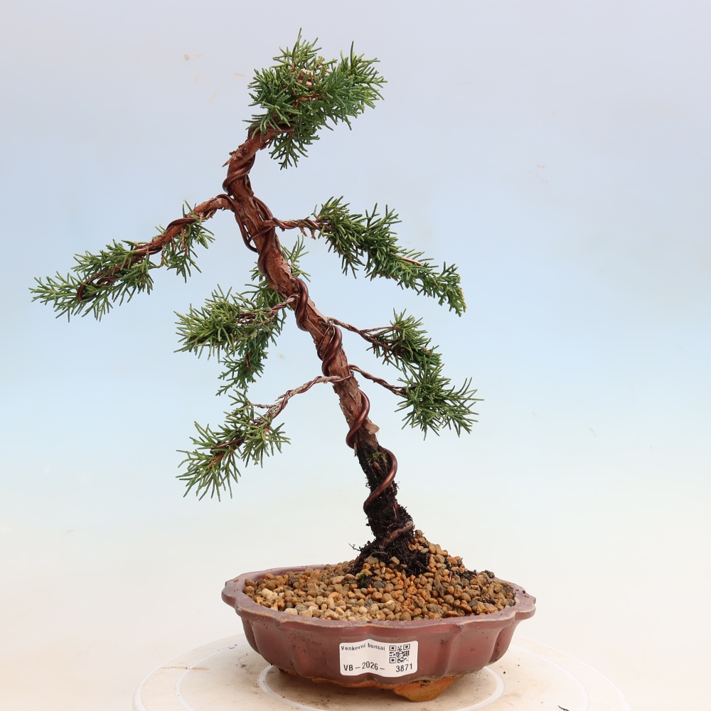 Vonkajší bonsaj - Juniperus chinensis Kishu