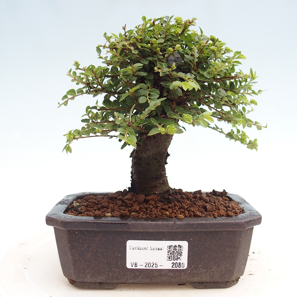 Vonkajší bonsai - Ulmus parvifolia Hokkaido - brest Čínsky