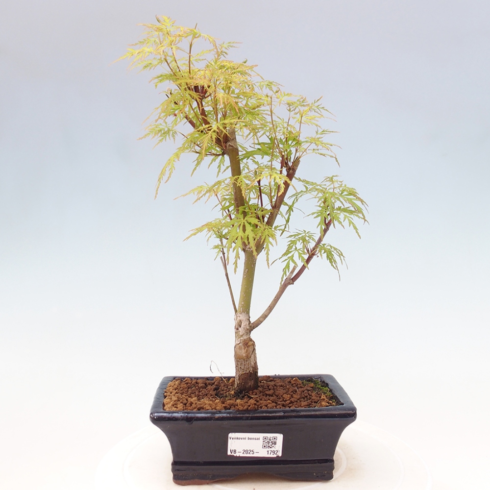Vonkajšie bonsai - Acer palmatum Dissectum - Javor dlaňolistý 