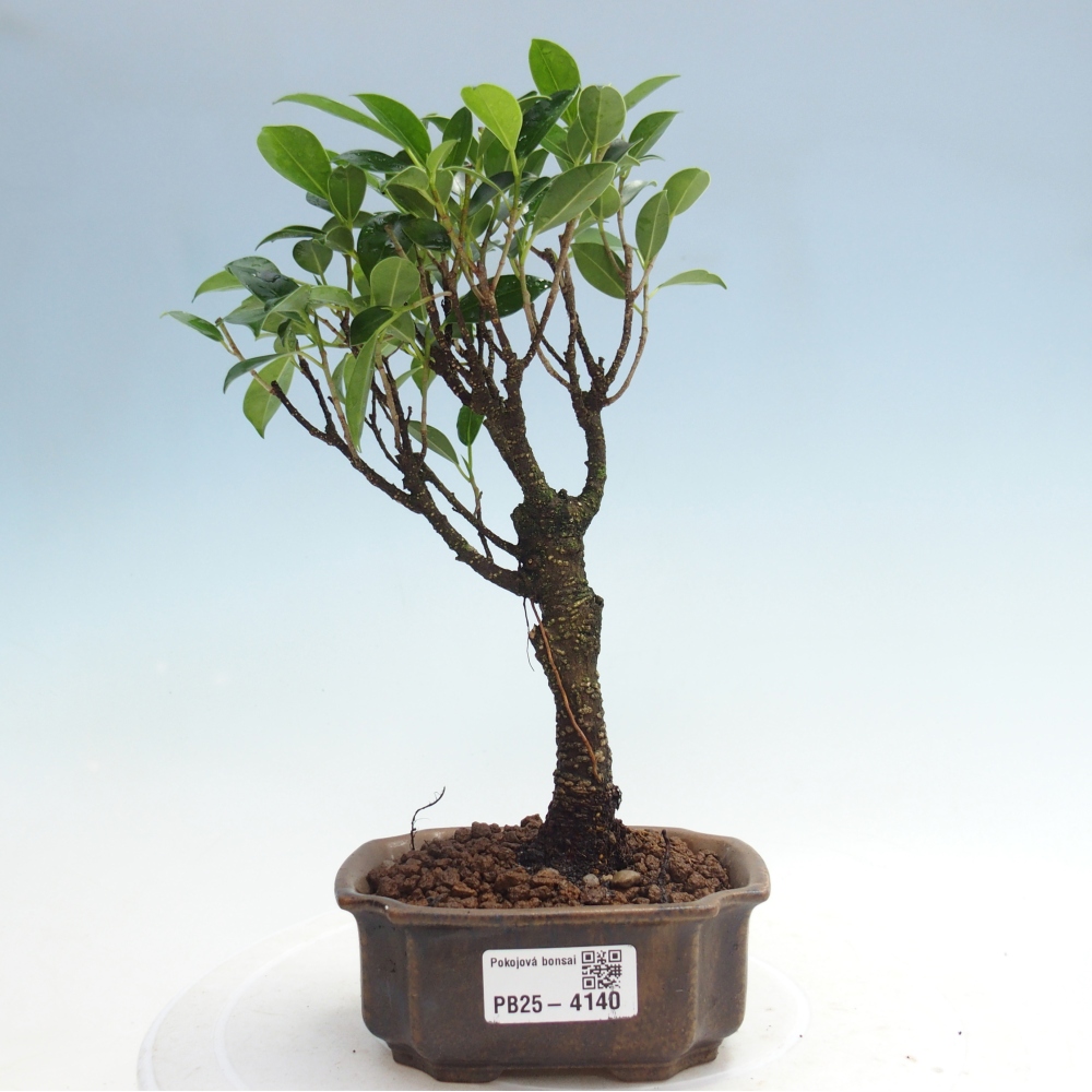Izbové bonsaje Ficus retusa kimmen