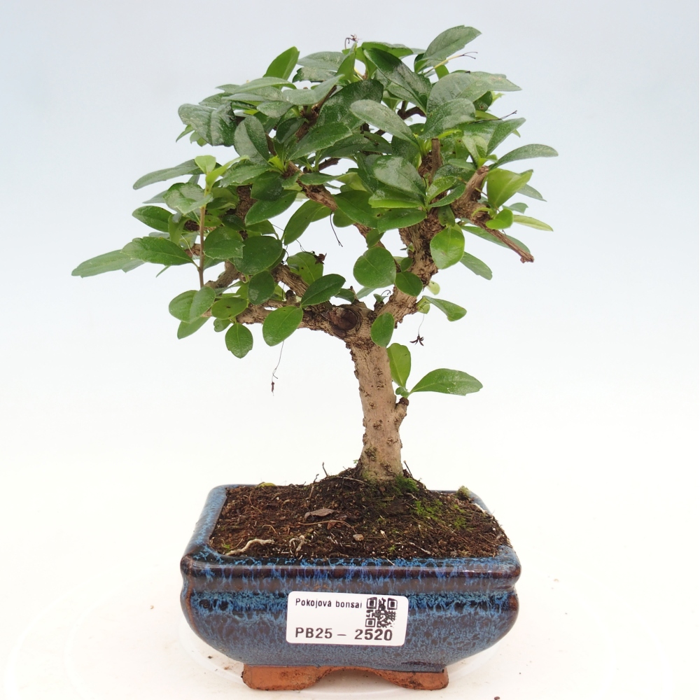 Izbová bonsai - Carmona macrophylla - Čaj fuki