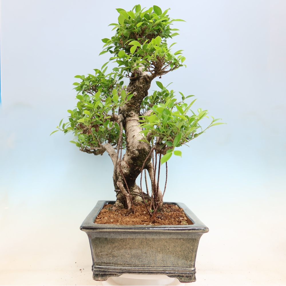 Izbové bonsaje - Ficus kimmen - drobnolistý fikus