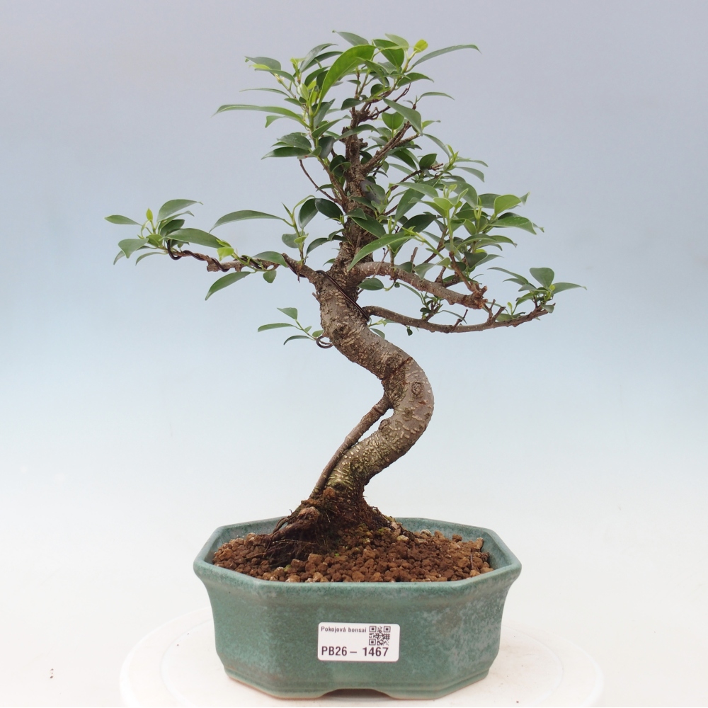 Izbový bonsaj - Ficus retusa - drobnolistý fikus