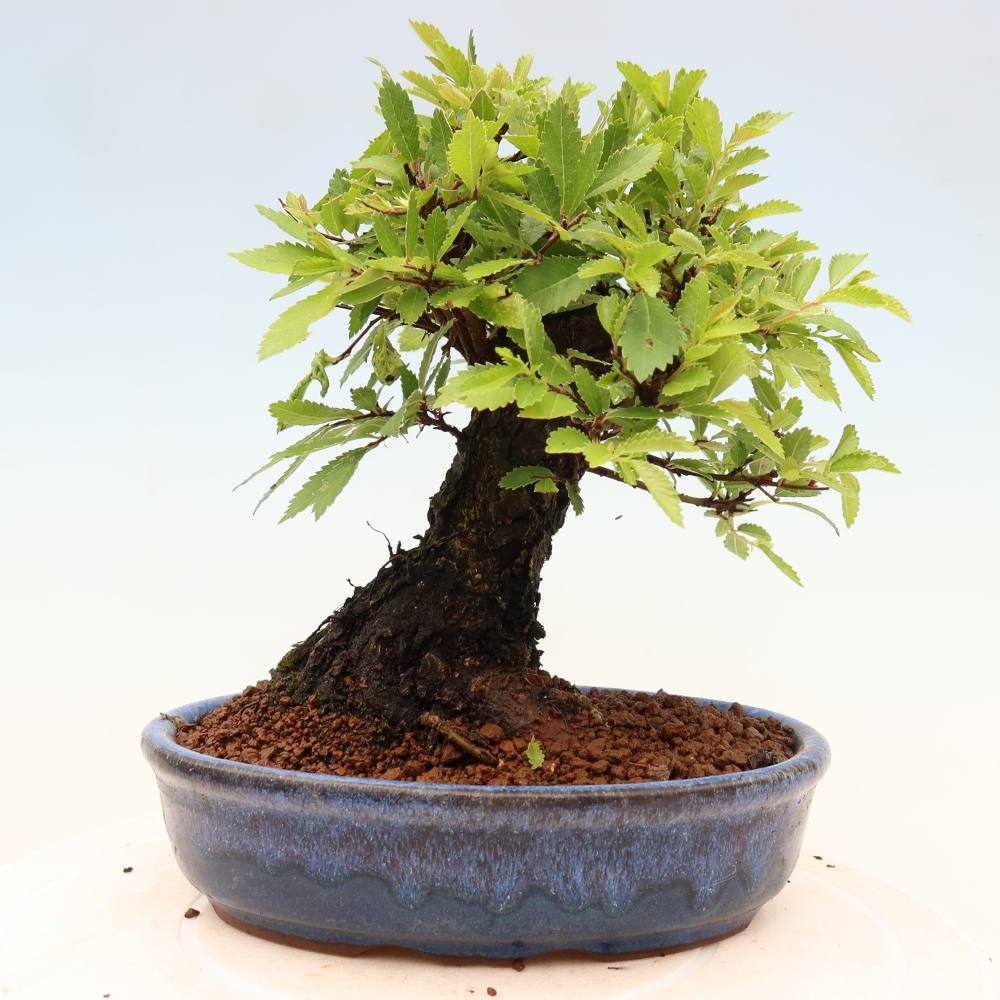 Vonkajšie bonsaje - Zelkova - Zelkova NIRE