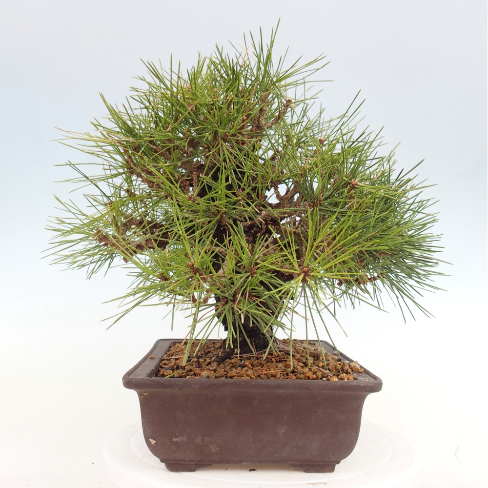 Vonkajšie bonsaje - Pinus thunbergii - borovica Thunbergova