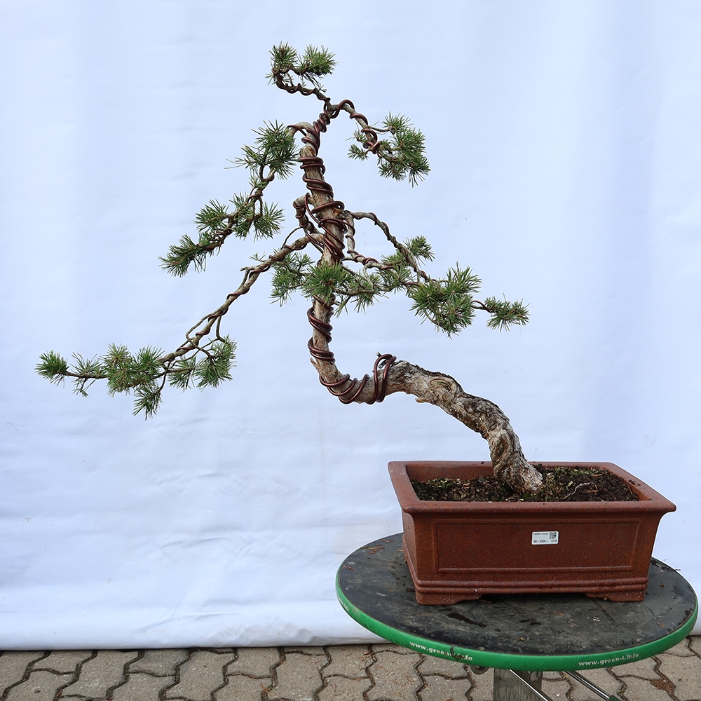 Pinus sylvestris Španielsko – borovica lesná