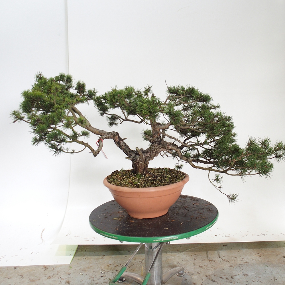 Yamadori - Pinus sylvestris Španielsko