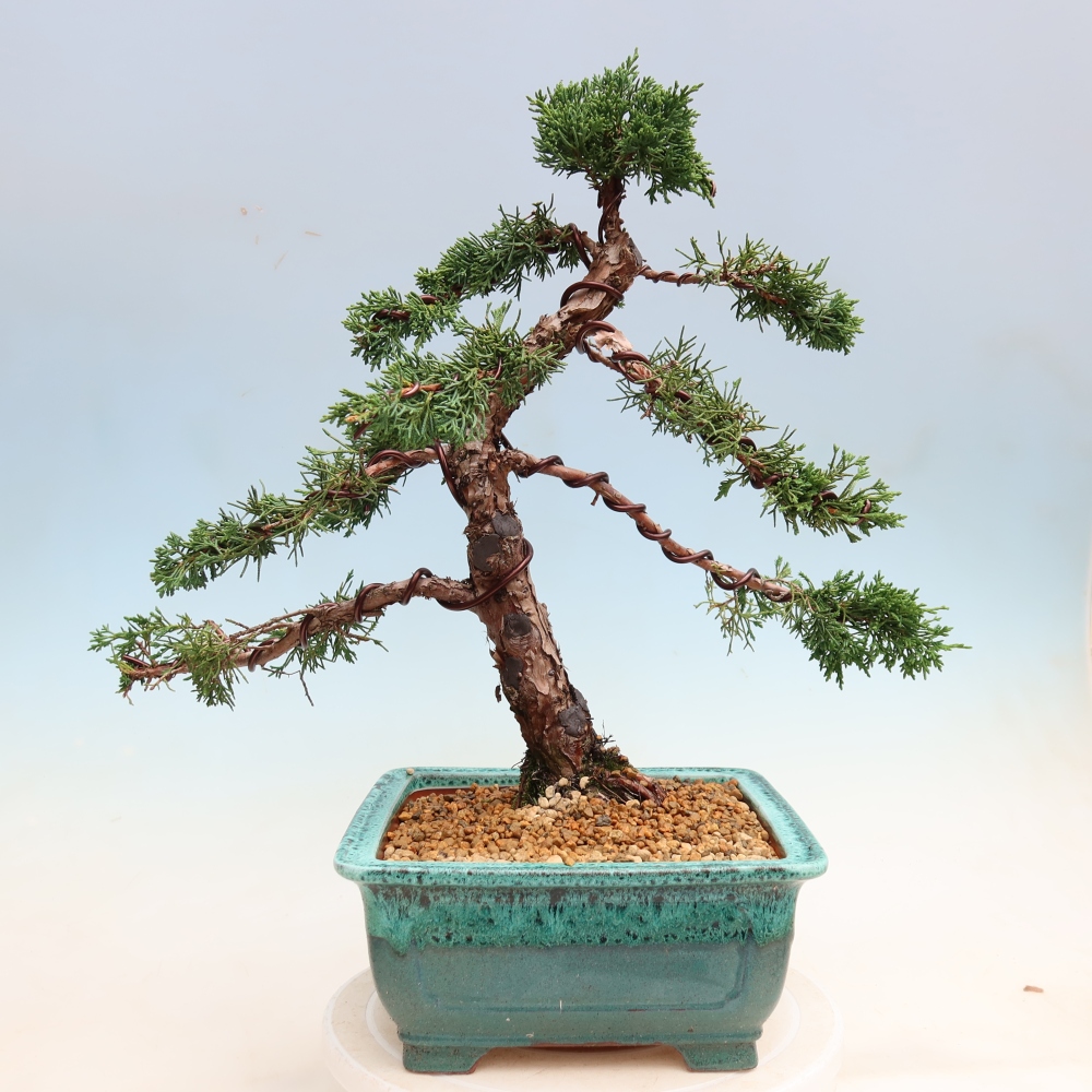 Vonkajší bonsaj - Juniperus chinensis Kishu