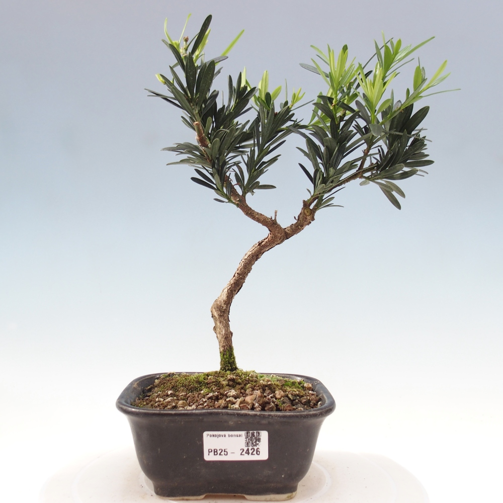 Izbová bonsai - Podocarpus - Kamenný tis