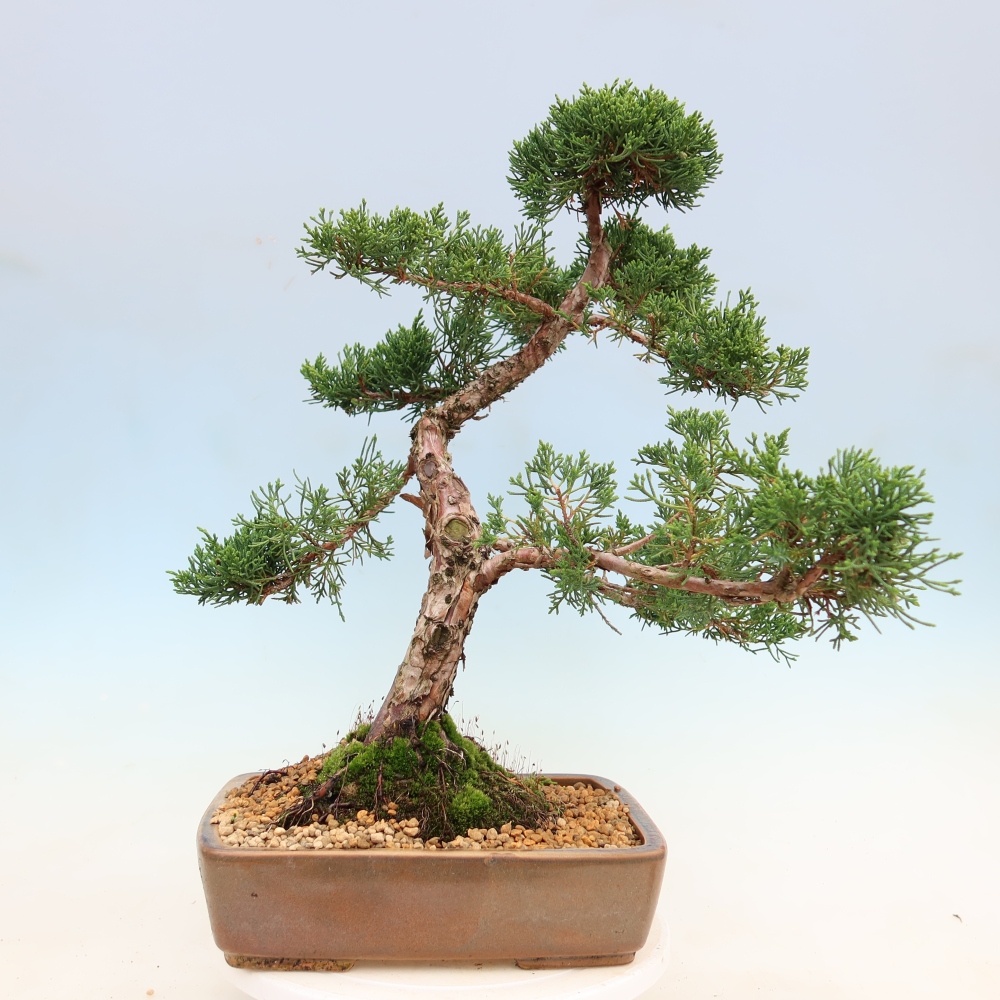 Vonkajší bonsaj - Juniperus chinensis Kishu