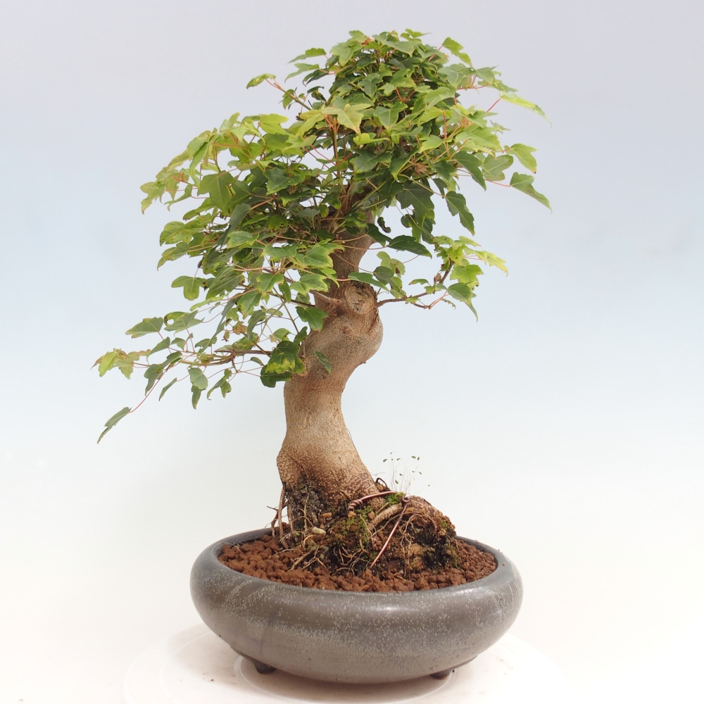 Vonkajšie bonsai - Javor Buergerianum - Javor Burgerův