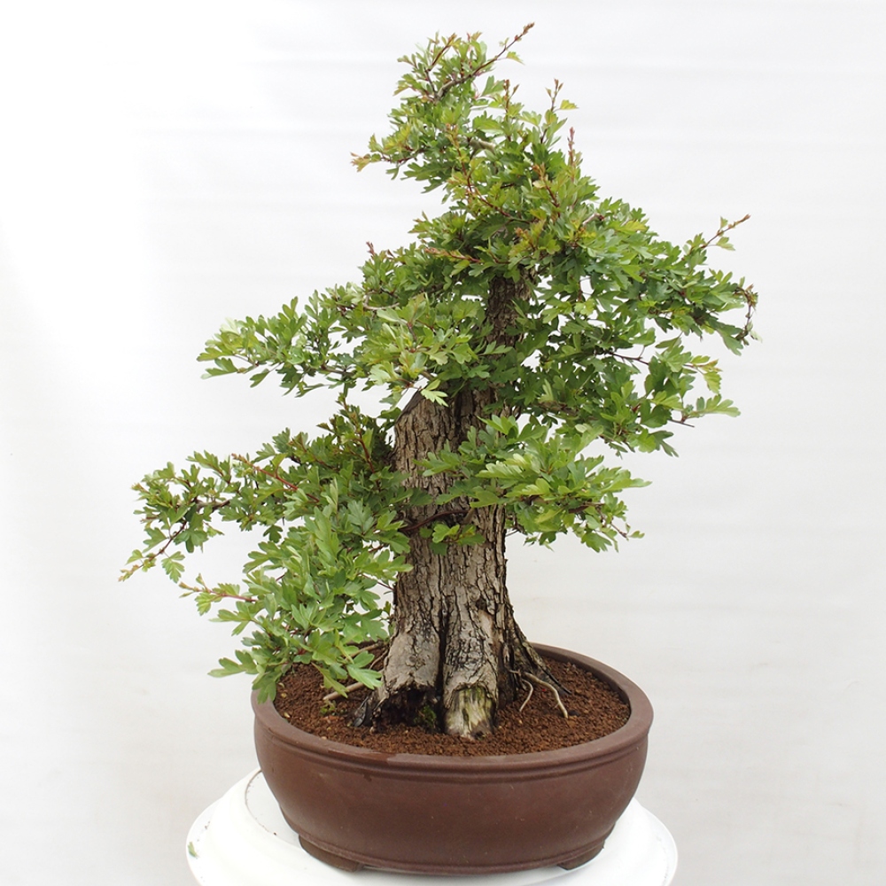 Vonkajší bonsai - Hloh - Crataegus monogyna