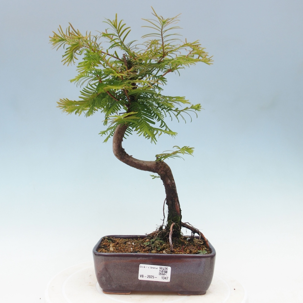 Vonkajšie bonsai - Metasequoia glyptostroboides - Metasekvoja Čínska