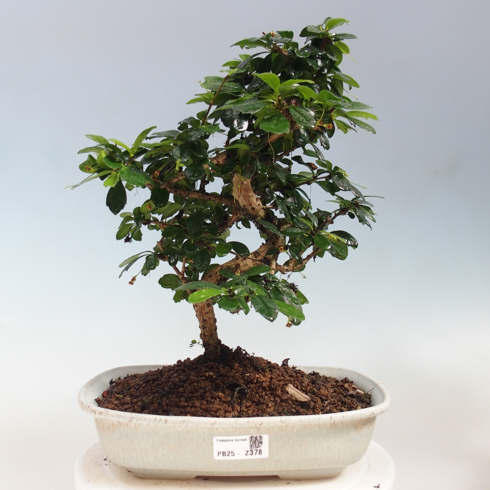 Izbová bonsai - Carmona macrophylla - Čaj fuki