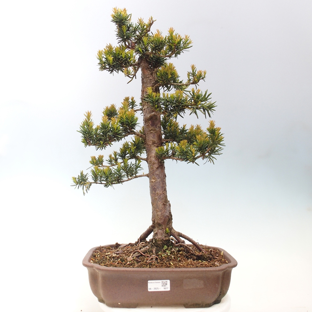 Vonkajší bonsai - Taxus cuspidata - Tis japonský