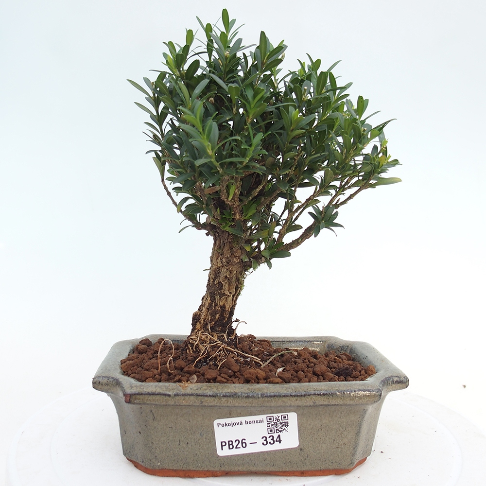 Izbové bonsaje - Buxus harlandii - korkový buxus