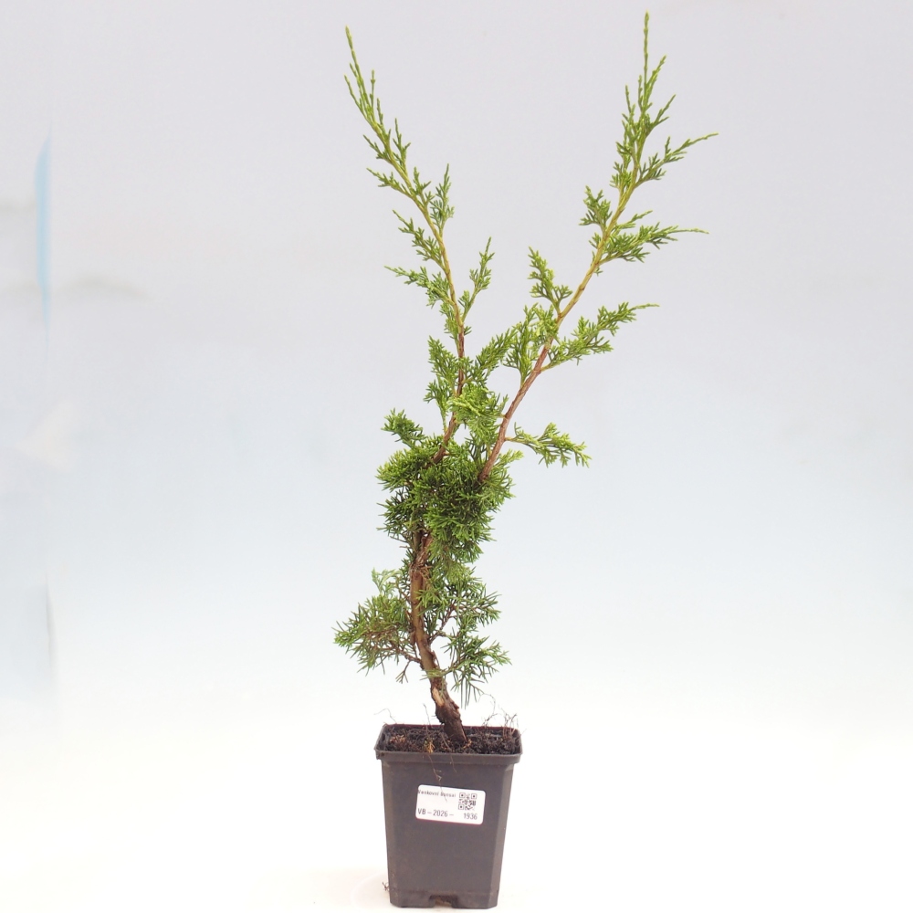Vonkajší bonsaj - Juniperus chinensis Itoigawa