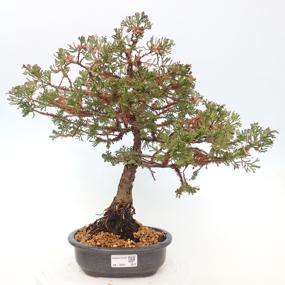 Vonkajší bonsaj - Chamaecyparis thyoides - Cypruštek