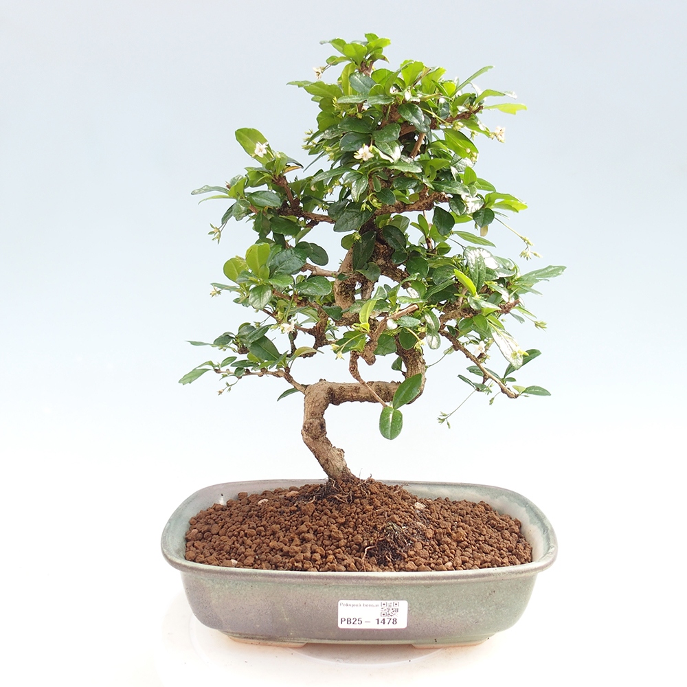 Izbová bonsai - Carmona macrophylla - Čaj fuki