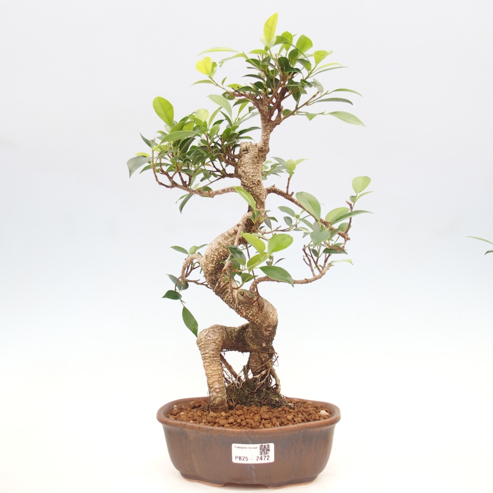 Izbová bonsai - Ficus retusa - malolistá fikus